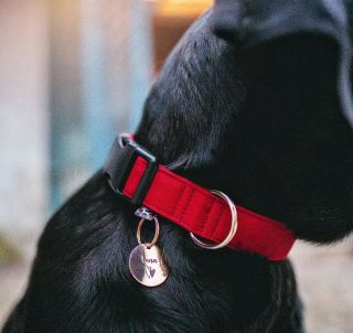 Po letní pauze jsou zpátky – naše gravírované ID známky pro psy. Praktické, odolné a hlavně cute. Protože žádný dobrodruh...