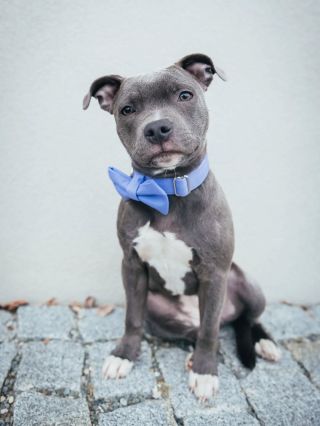 Když máš mašli, nepotřebuješ filtr, že jo?! www.gingerboy.cz 📸@mrackova.foto