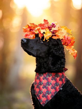 Pejskaři, první podzimní víkend je tu! 🍁 A nejhezčí je ve společnosti čtyř pacek po vašem boku, že jo? Přejeme vám krásné...