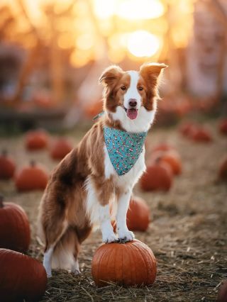 Podzime, zůstaň! 🍂 Kdo z vás miluje tohle nejvíc cozy období stejně jako my? www.gingerboy.cz 📸@mrackova.foto