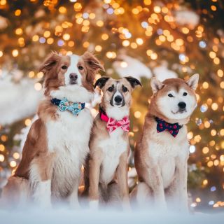 Vánoční elegance level: gingerboy gentleman ✨ Naši modelové už jsou ready na svátky — obojky i motýlci sluší, stromek...