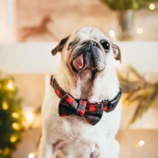 Ze života Gingerboye... Tenhle pán s noblesou jednoho oka a jazyka venku vám mimochodem připomíná: AKCE 2 obojky + 1...