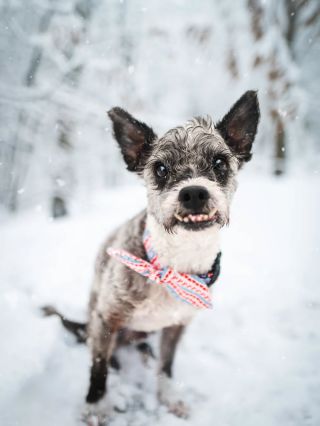 POV: když je pátek a ty jedeš už jen na vůli a kofeinu. Tenhle rozkošnej psí model to vystihnul za nás všechny, že jo? Kdo...