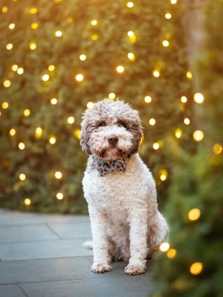 Za měsíc už bude Štědrý den. 🎄 A my máme pocit, že tahle doba před Vánoci má své kouzlo… světýlka, teplo domova, venku...